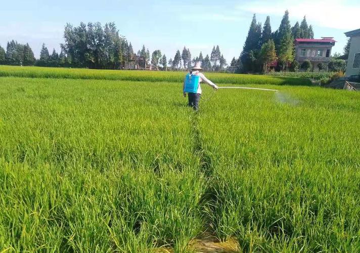 浙江创丰农业科技于2020年南北两地水稻绿色种植试验效果介绍